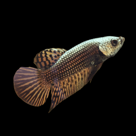 Premium Betta Female Alien Copper 3cm