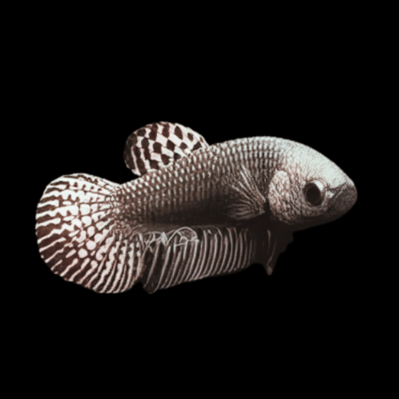 Premium Betta Female Alien Silver 3cm