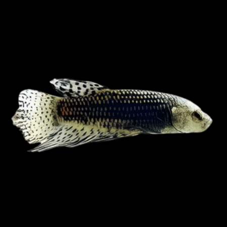 Premium Betta Female Alien Wild Colour 3cm
