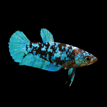 Premium Betta Female Avatar Blue Base 3cm