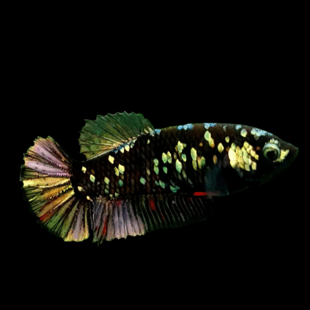 Premium Betta Female Avatar Copper Base 3cm