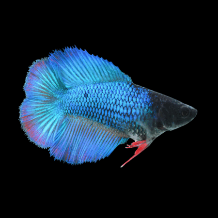 Premium Betta Female Double Tail Blue Based 3cm