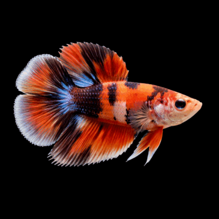 Premium Betta Female Double Tail Nemo 3cm