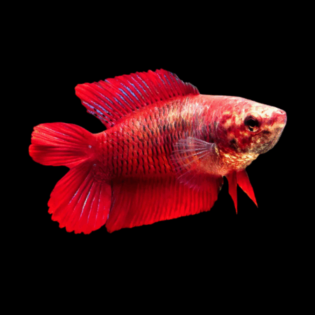 Premium Betta Female Double Tail Red Based 3cm