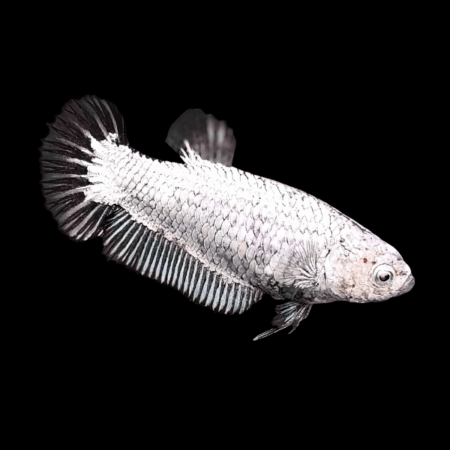 Premium Betta Female Dragon Black Based 3cm