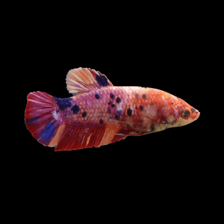 Premium Betta Female Dragon Koi 3cm