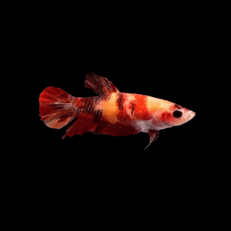 Premium Betta Female Dragon Nemo 3cm