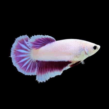 Premium Betta Female Dragon Pink Based 3cm