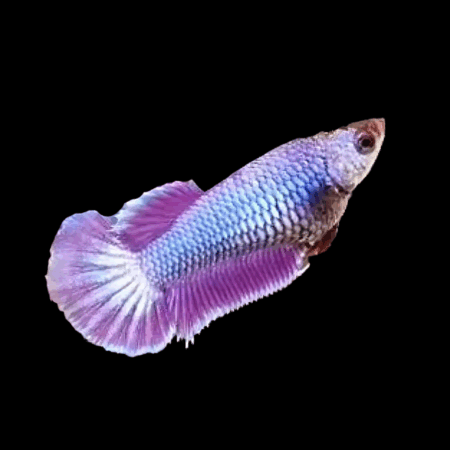 Premium Betta Female Dragon Purple Based 3cm