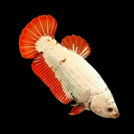 Premium Betta Female Dragon Red Based 3cm