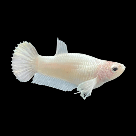 Premium Betta Female Dragon White Based 3cm