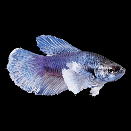 Premium Betta Female Elephant Ear Blue Based 3cm