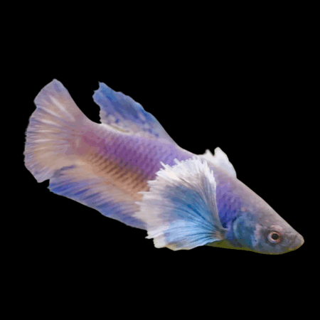 Premium Betta Female Elephant Ear Purple Based 3cm