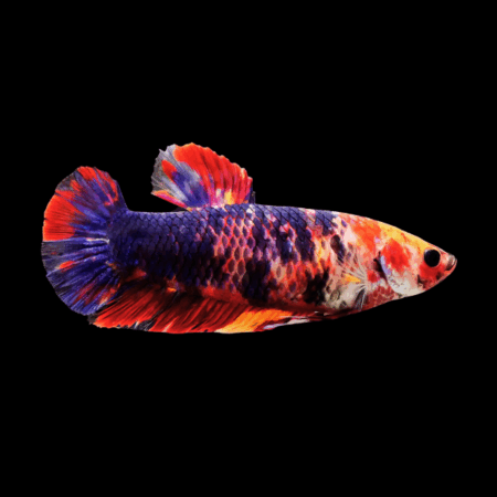 Premium Betta Female Giant Koi 4cm