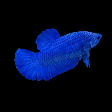 Premium Betta Female Hellboy Blue 3cm