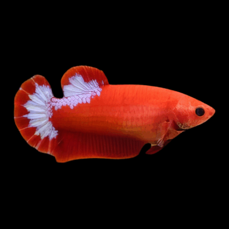Premium Betta Female Hellboy Red 3cm