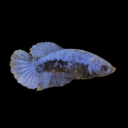 Premium Betta Female Samurai Blue 3cm