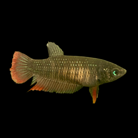 Premium Betta Female Wild Imbellis 3cm