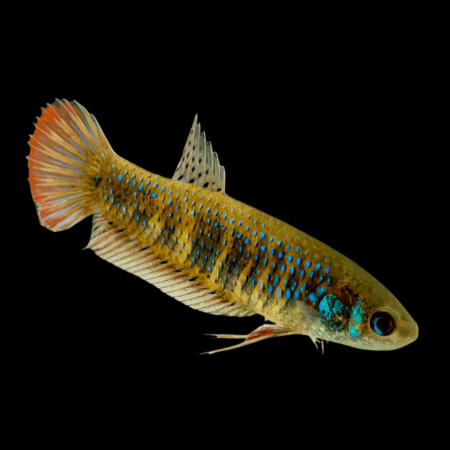 Premium Betta Female Wild Siamorientalis 3cm