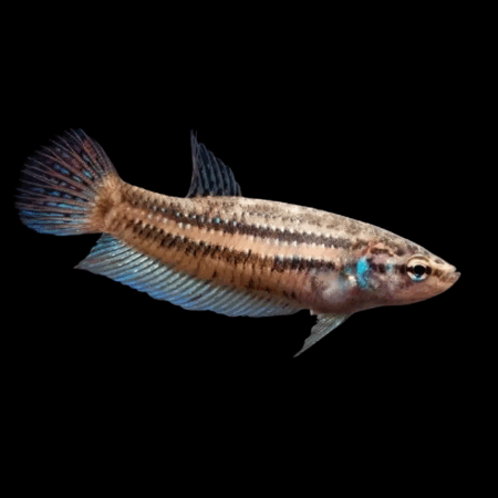 Premium Betta Female Wild Splenden 3cm