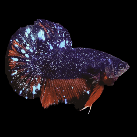Premium Betta Male Avatar Galaxy 3cm