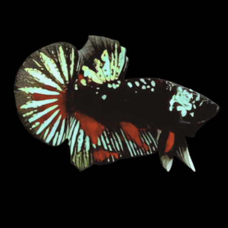 Premium Betta Male Avatar Green Base 3cm