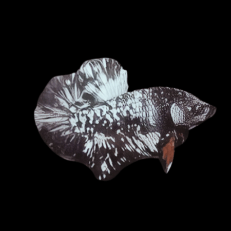 Premium Betta Male Avatar Metallic Base 3cm