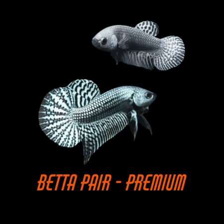 Pair Betta Premium