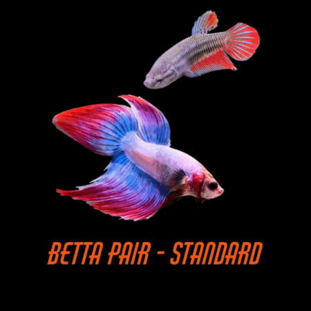 Pair Betta Standard
