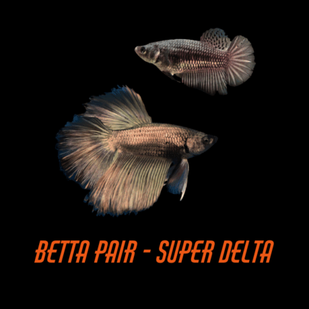 Pair Betta Super Delta