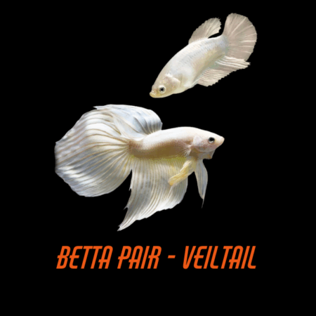 Pair Betta Veiltail