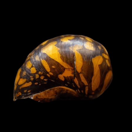 Batik Nerite Snail Neritina Variegata 2cm