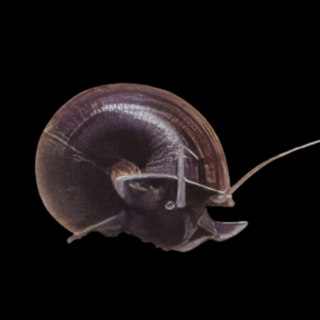 Black Apple Mystery Snail Pomacea Diffusa 4cm