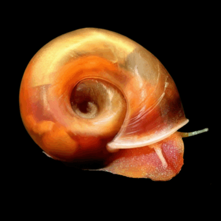 Brown Ramshorn Snail Planorbella Duryi 2cm