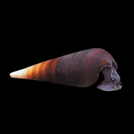 Cappuccino Black Devil Snail Faunus Ater Cappuccino Sp 4cm