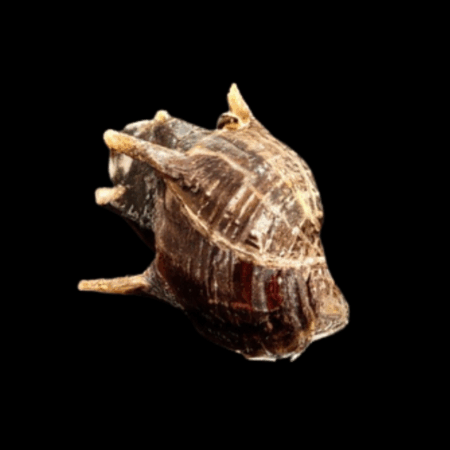 Hedgehog Thorny Tower Snail Thiara Scabra 2cm