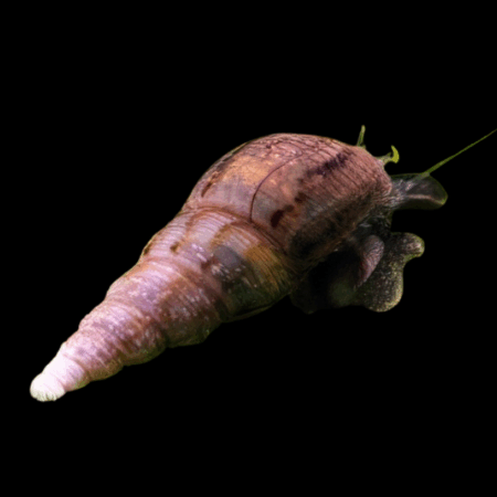 Malaysian Trumpet Snail Melanoides Tuberculata 2cm