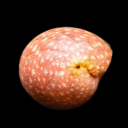 Pink Lady Nerite Snail Clithon Sowerbyanum 1cm