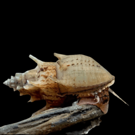 Prambanan Nerite Snail Neritina Prambanan Sp 2cm