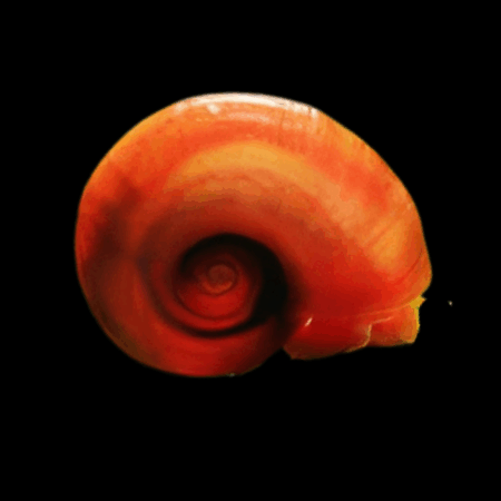 Red Giant Colombian Ramshorn Marisa Snail Marisa Cornuarietis 2cm