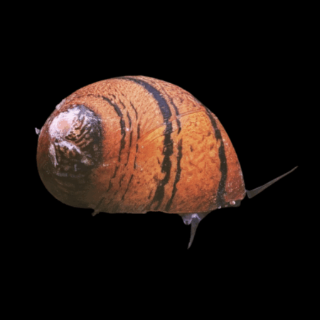 Ring Nerite Snail Neritina Sp. Ring 2cm