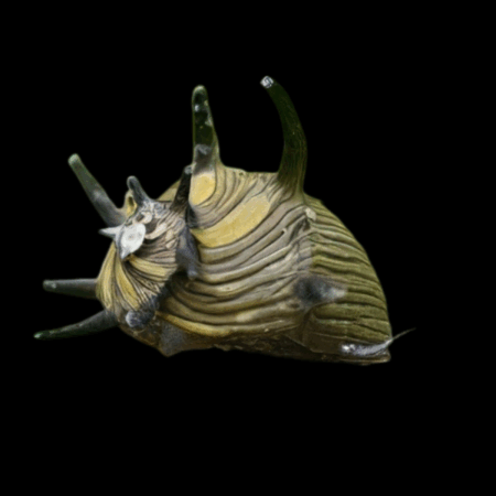 Sun Thorn Snail Neritina Sp 2cm