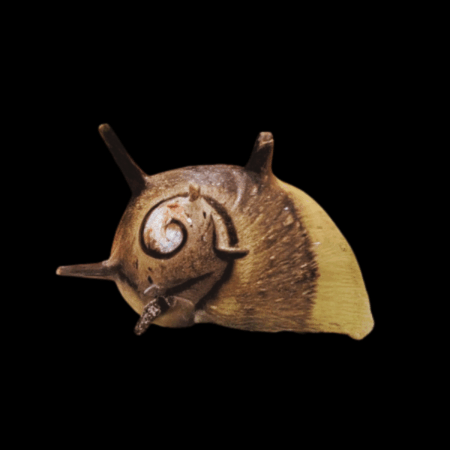 Thorny Nerite Snail Neritina Durian 2cm