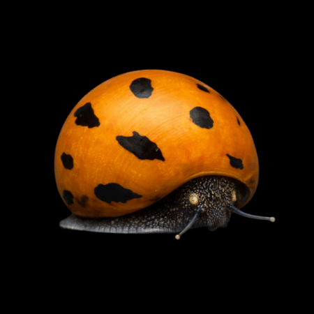 Tiger Nerite Snail Neritina Semiconica 2cm