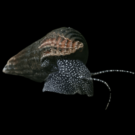 White Spot Rabbit Snail Tylomelania 5cm