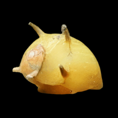 Yellow Lady Nerite Snail Clithon Sowerbyanum 1cm