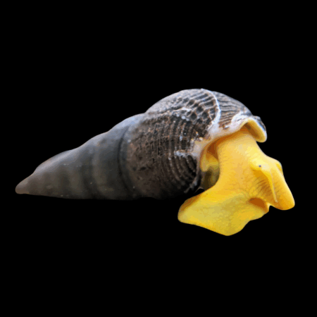 Yellow Rabbit Snail Tylomelania 5cm