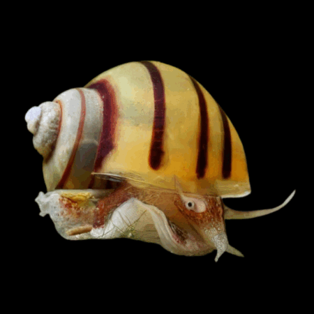 Zebra Apple Mystery Snail Asolene Spixi Amularis Sp 4cm