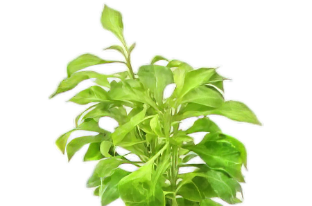 Five Bunched Plants Water Rose Yellow Plant Altermanthera Bettzickiana 'Aurea'