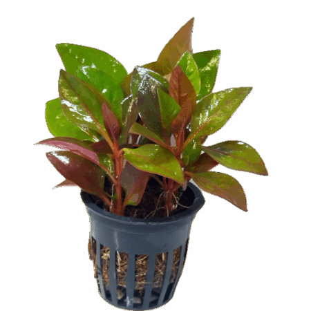 Five Potted Plants Water Rose Red Plant Altermanthera Bettzickiana 'Red'